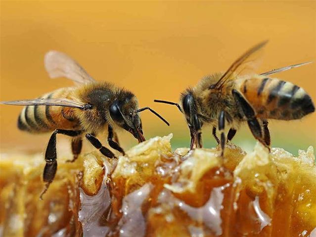 Weird Wide Web - Imagine being surrounded by 63kg's of bees | News Article