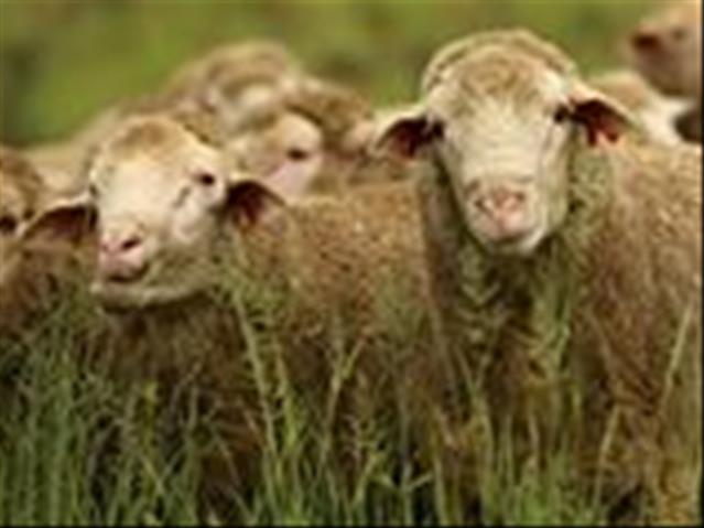 Versterking in Aussie-mark help styging in SA wolmark  | News Article