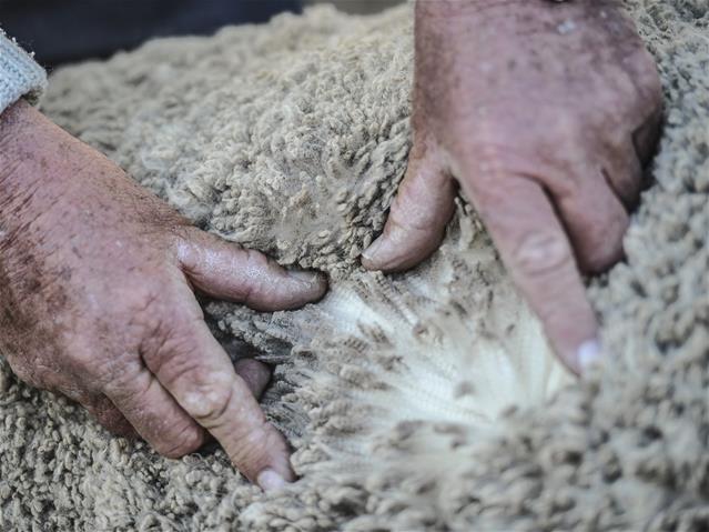 Cape Wools SA: Meer as 10 000 bale op veiling aangebied | News Article