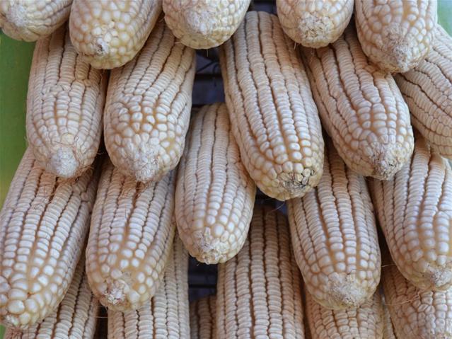 Agri-Uur: Jongste Safex-nuus | News Article
