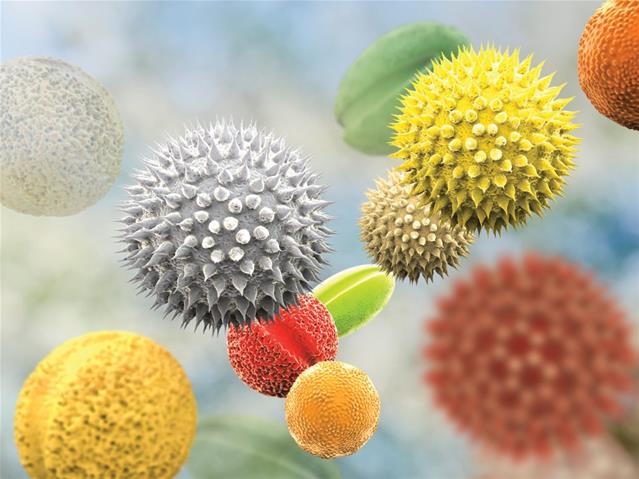 Your Pollen Report 30 Oct - 5 Nov 2020  | News Article