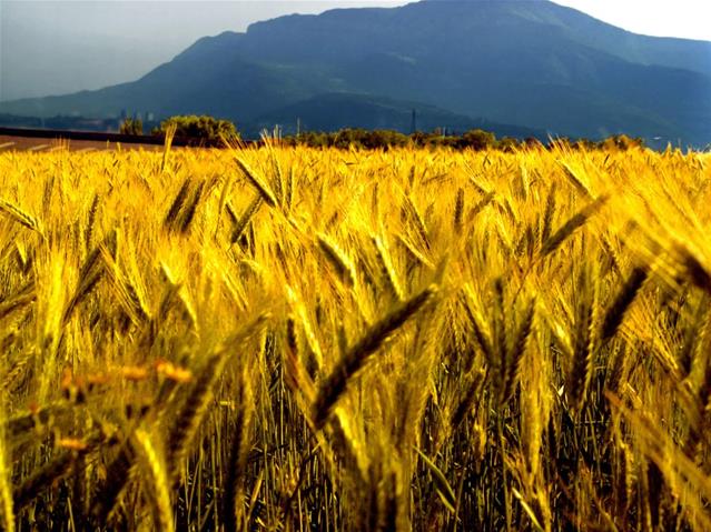 Agri-Uur: Jongste Safex-nuus | News Article