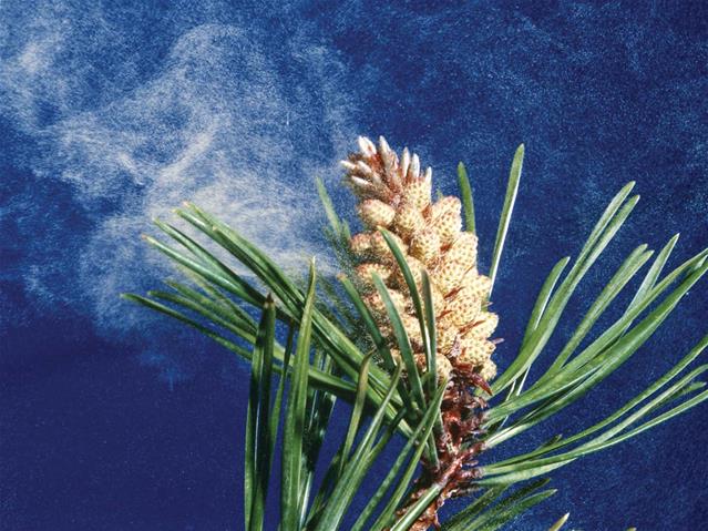 Your Pollen Report: 2-8 Oct 2020 | News Article