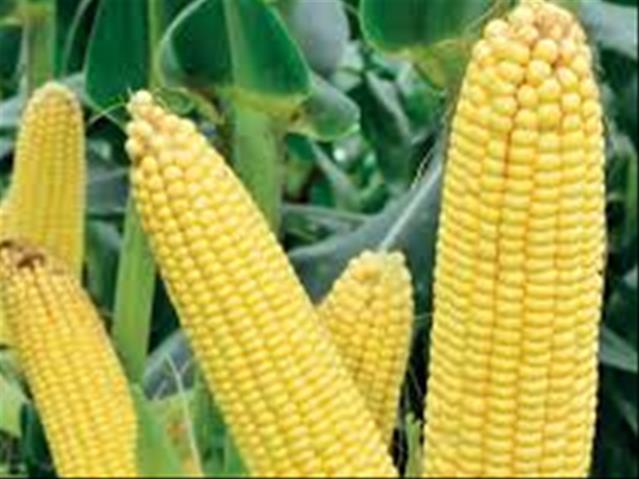Agri-Uur: Jongste Safex-nuus | News Article