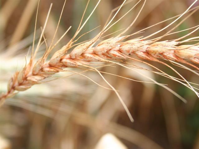 Agri-Uur: Jongste Safex-nuus | News Article
