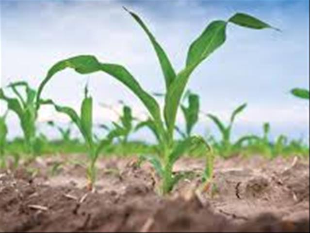 Agri-Uur: Jongste Safex-nuus | News Article