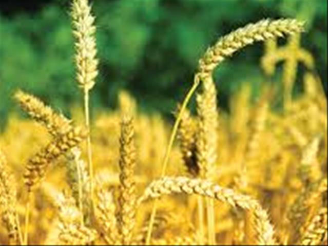 Agri-Uur: Jongste Safex-nuus | News Article