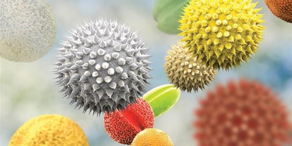 Your Pollen Report: 9-15 Oct 2020 | News Article