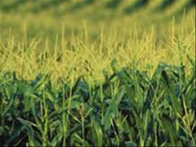 Agri-Uur: Jongste Safex-nuus | News Article