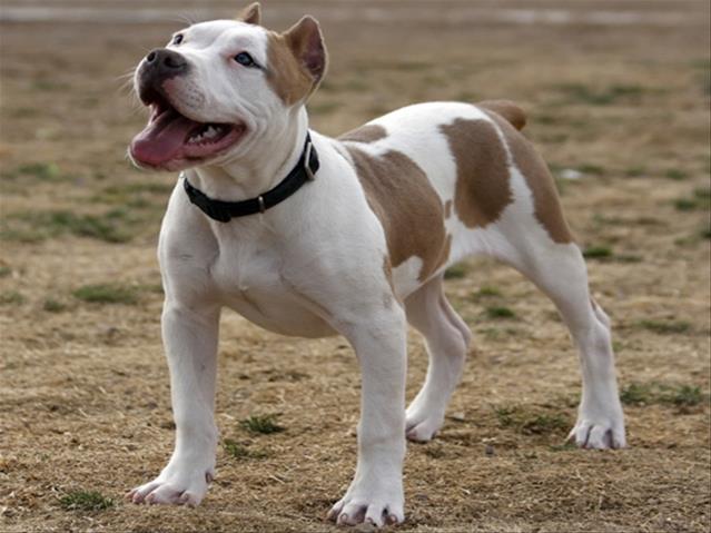 Girl injured in dog attack | News Article