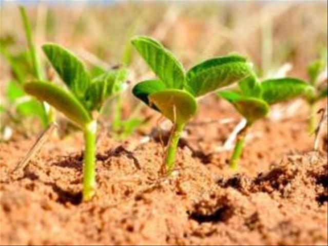Agri-Uur: Jongste Safex-nuus | News Article