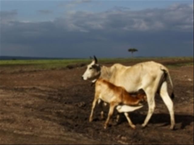 Landbounuus-podcast: Veediefstalsake in VS sal voorkeur kry | News Article