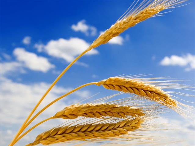 Agri-Uur: Jongste Safex-nuus | News Article