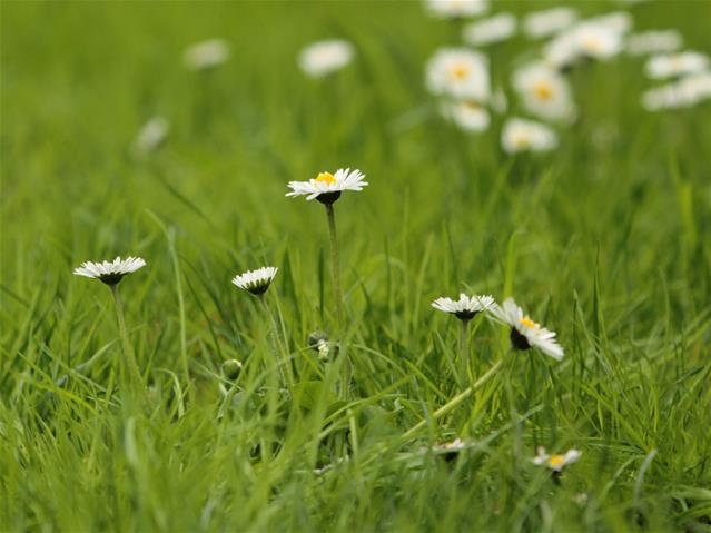 Pollen report for 13 - 19 November 2020 | News Article