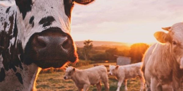 Landbounuus-podcast: Veediefstal bespreek tydens Imbizo Landbounuus-podcast: Veediefstal bespreek tydens Imbizo | News Article
