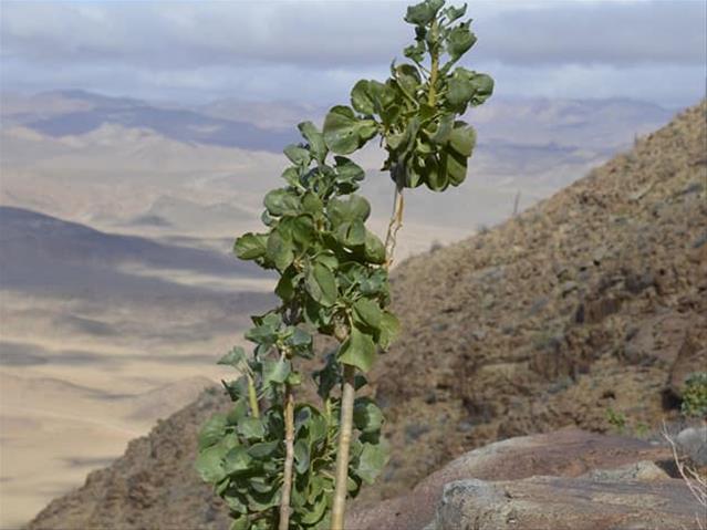 Nuwe plantspesie in NK ontdek  | News Article