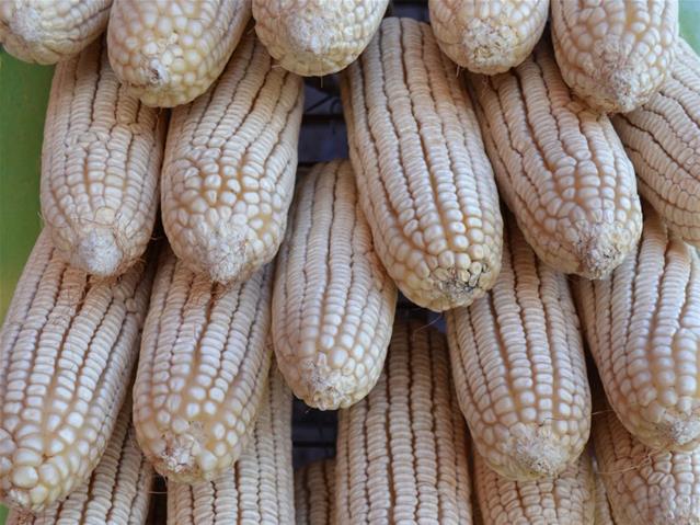 #Agbiz: East African, South American crops at risk with La Niña | News Article