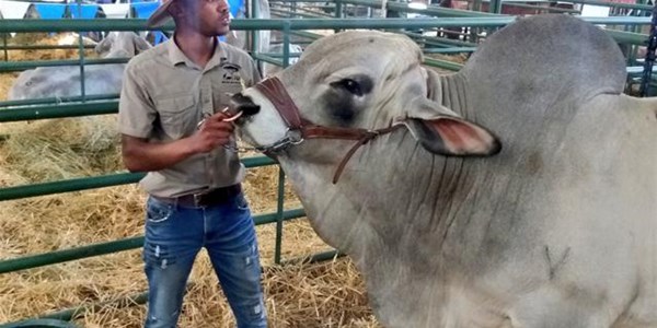 Young farmer says ‘farming runs in my blood’ | News Article