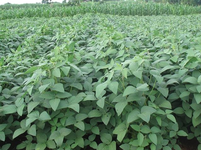 Agri-Uur: Jongste Safex-nuus | News Article