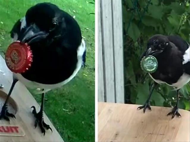 Weird Wide Web - How to use a bird to recycle  | News Article