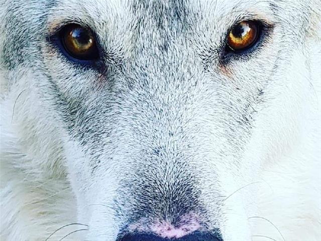 #OFMKinderhoekie - Die regte wêreld van wolwe | News Article