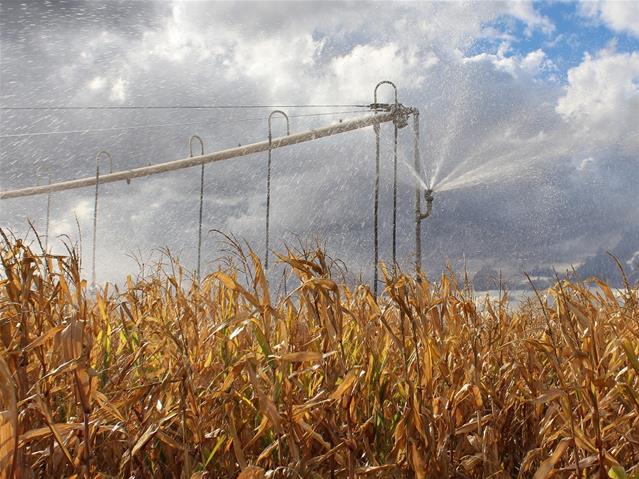 Agri-Uur: Jongste Safex-nuus | News Article