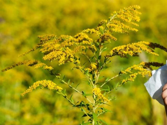 Pollen report for 20 - 26 November 2020 | News Article
