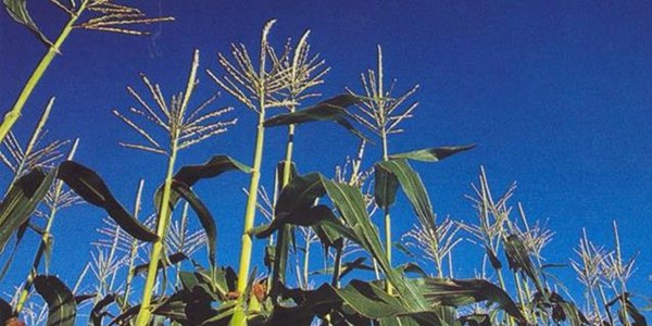 Agri-Uur: Jongste Safex-nuus Agri-Uur: Jongste Safex-nuus | News Article