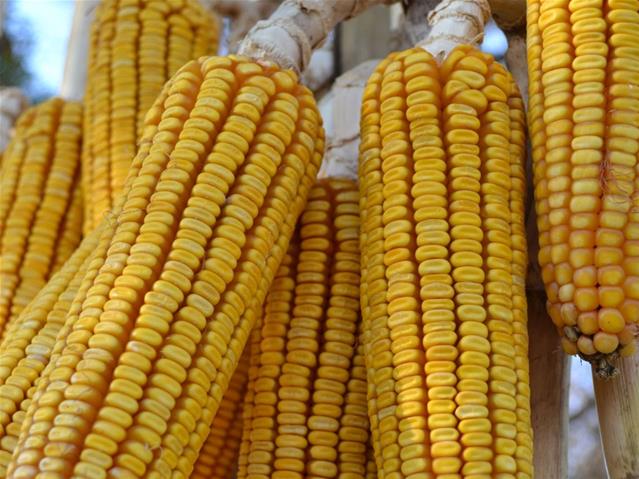 #Agbiz: Data confirms positive outlook for SA | News Article