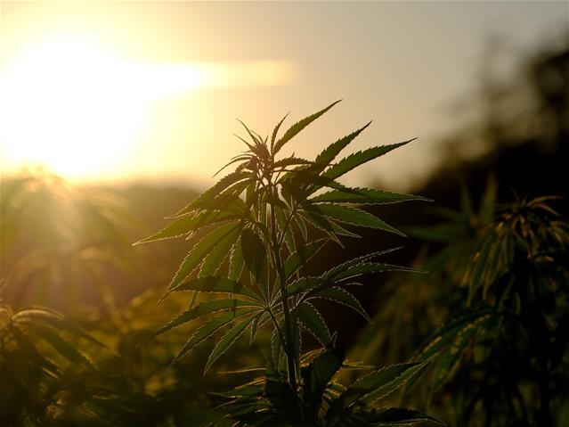 Cannabis for Private Purposes Bill | News Article