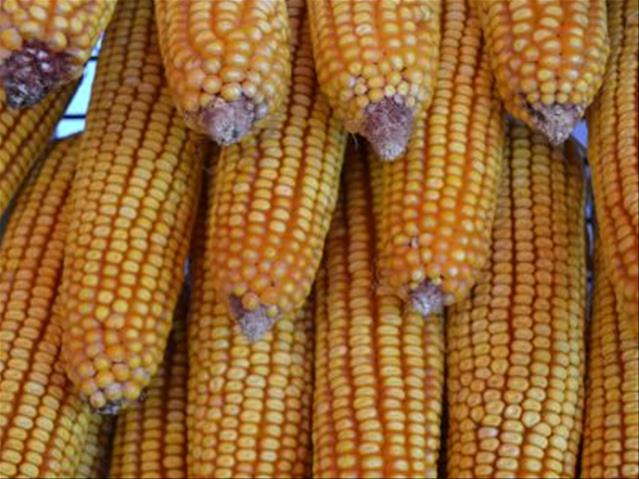 Agri-Uur: Jongste Safex-nuus | News Article