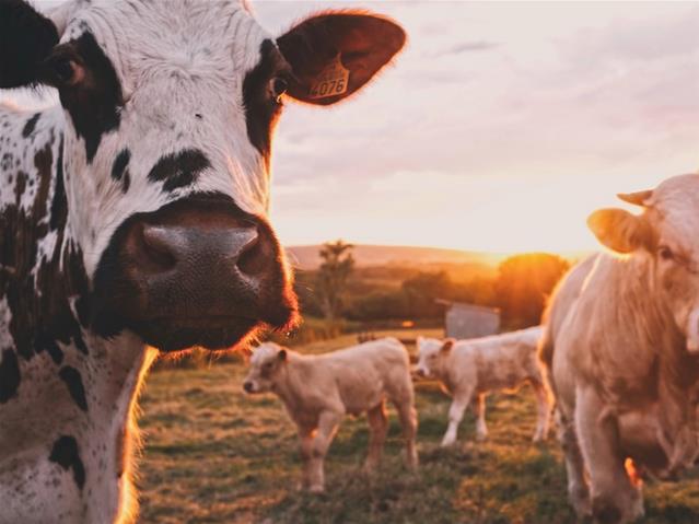 Agri News Podcast: Farming industry hit by Brucellosis  | News Article