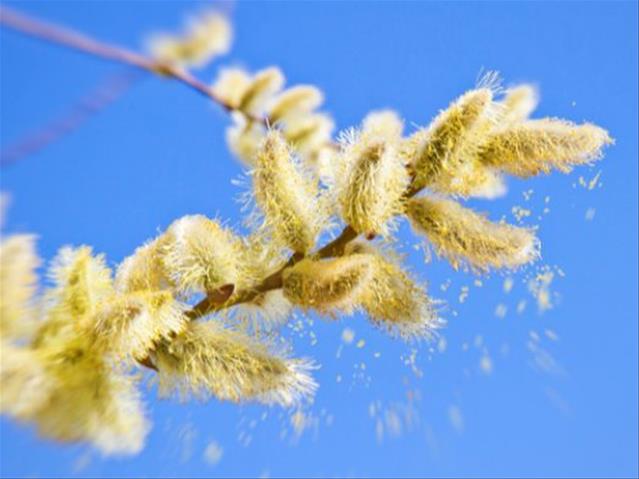 Pollen report for 27 November - 3 December 2020 | News Article