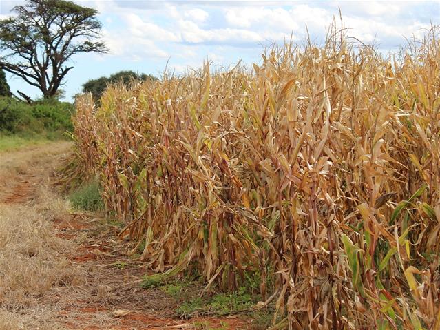Landbounuus-podcast: SA se tweede grootste mielie-oes in geskiedenis | News Article