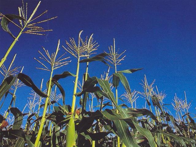 Landbounuus-podcast: SA spog met mielie-oes | News Article