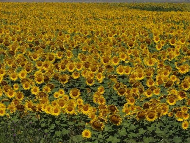 Agri-Uur: Jongste Safex-nuus | News Article