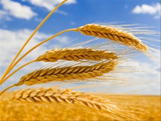 Agri-Uur: Jongste Safex-nuus | News Article