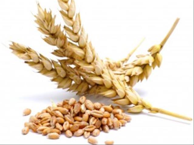 Agri-Uur: Jongste Safex-nuus | News Article