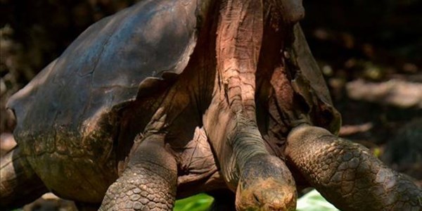 The tortoise who saved his species | News Article