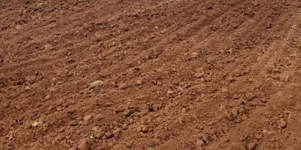 Vrystaat-boer dankbaar sy mielies is in die grond  | News Article
