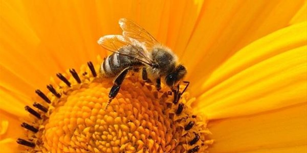 How analyzing pollen is solving crime How analyzing pollen is solving crime | News Article
