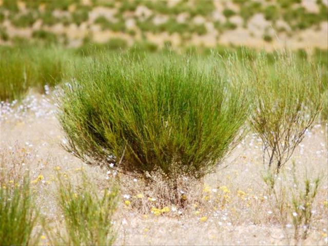 Rooibos tea - a key ingredient in diabetes fight | News Article