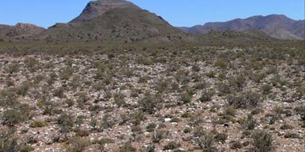 Veldbestuur belangrik ná eerste reën in Karoo Veldbestuur belangrik ná eerste reën in Karoo | News Article