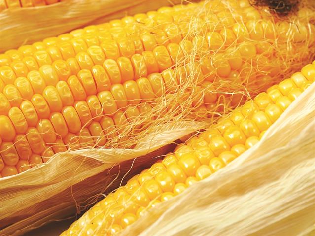 Agri-Uur: Jongste Safex-nuus | News Article