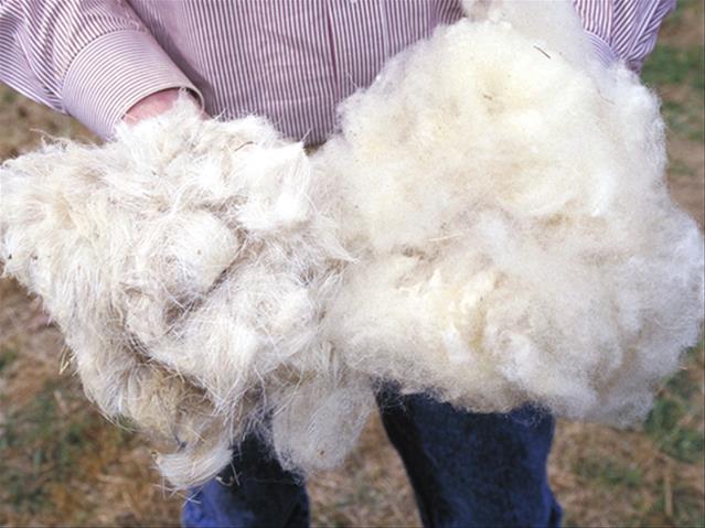 Cape Wools SA: Bykans 100% van bale op veiling verkoop | News Article