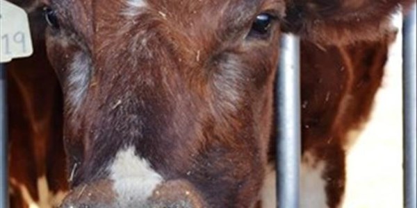 Landbou-ekonoom: Vroulike diere kan skaars raak vanjaar Landbou-ekonoom: Vroulike diere kan skaars raak vanjaar | News Article