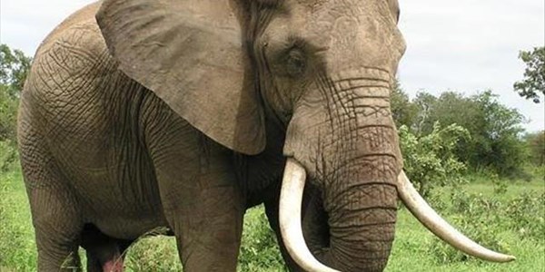 Handel met ivoor steeds verbode, ondanks nuwe pogings om dit te hervat | News Article