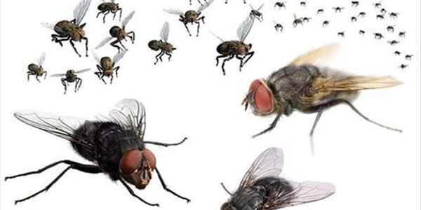 What to do about influx of flies | News Article
