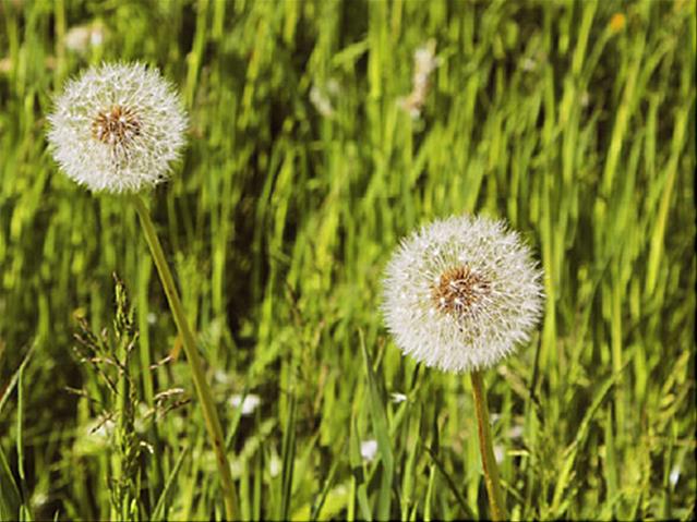 Pollen report for 6 - 12 November 2020 | News Article