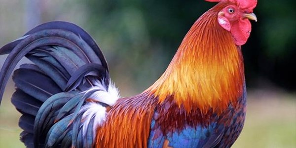 How to calm your rooster, you will never believe this! | News Article